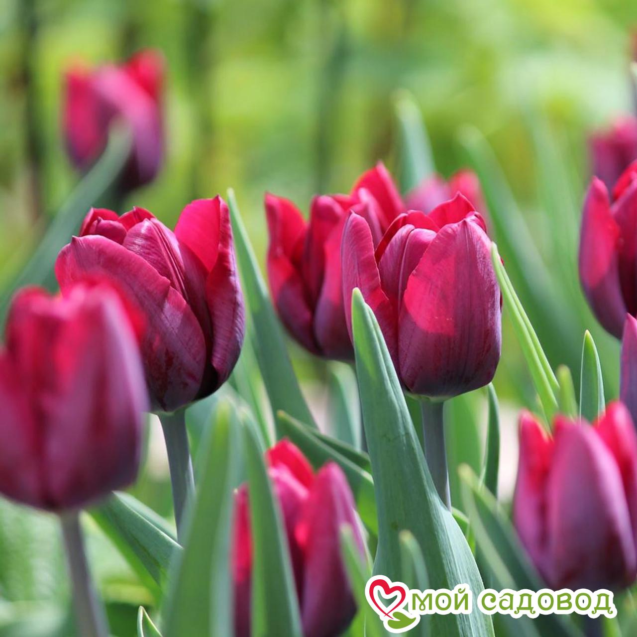 Тюльпан Триумф Роналдо