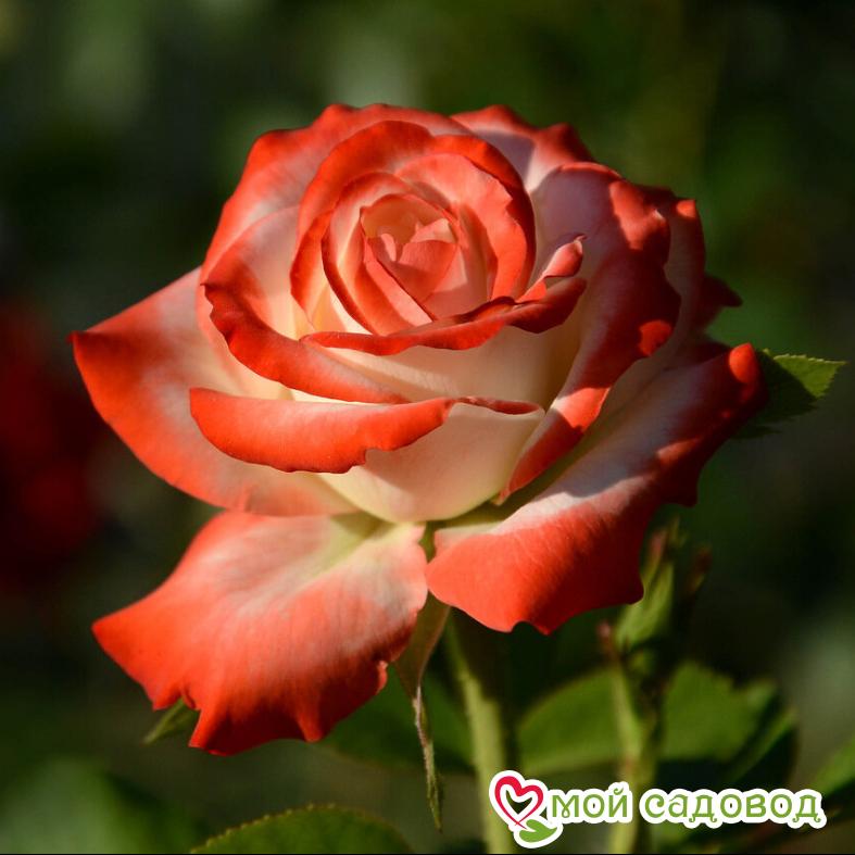 Роза чайно-гибридная Блаш