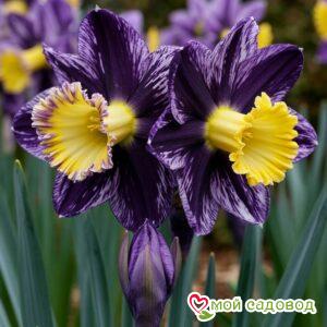 Нарцисс Акропоис